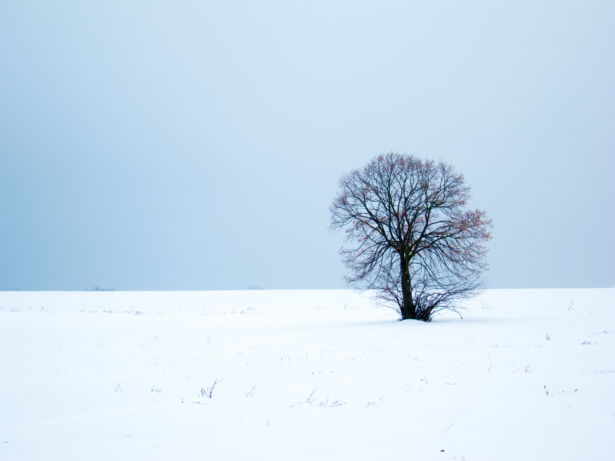 Baum im Schnee 1