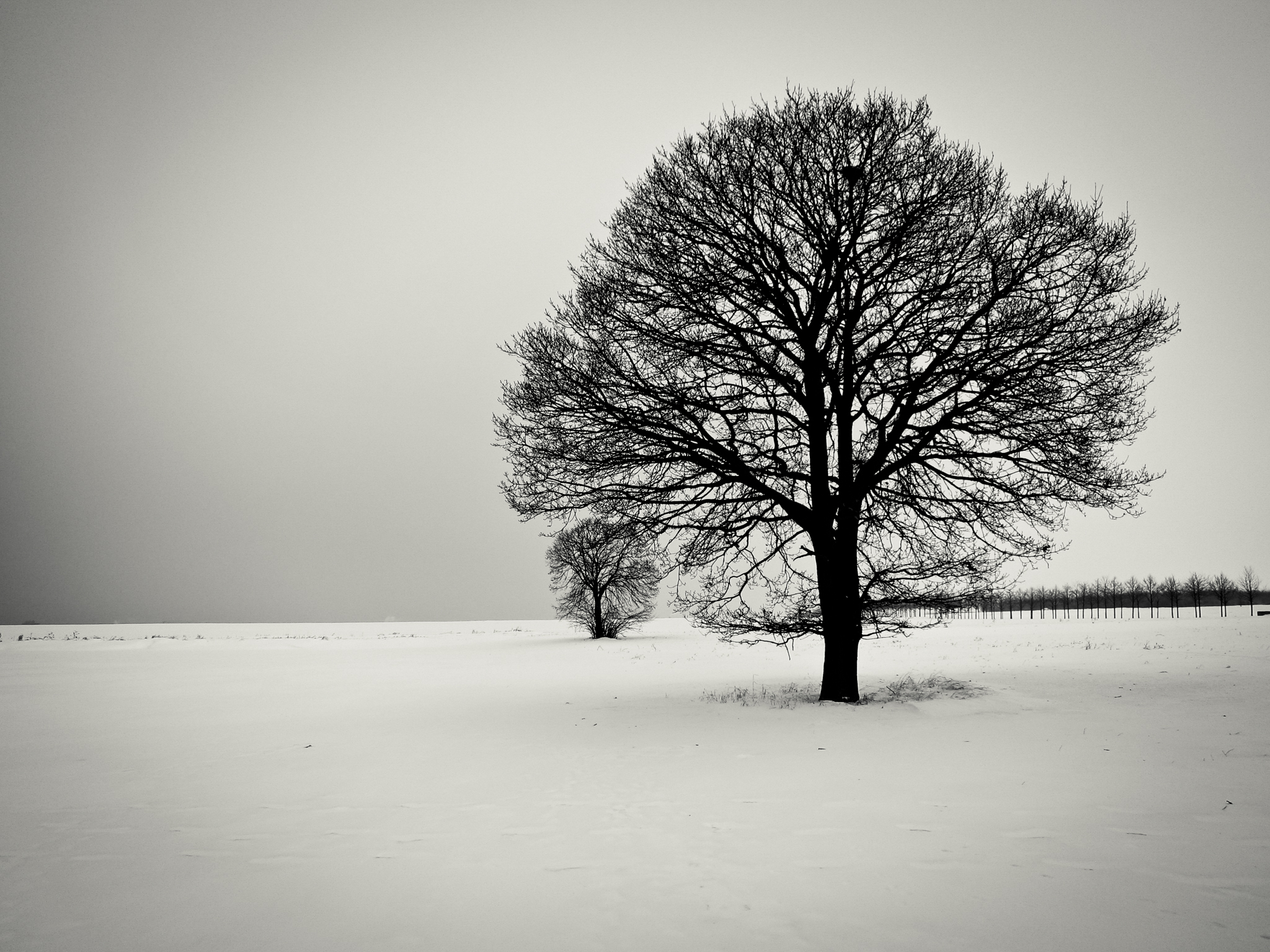 Baum im Schnee 2