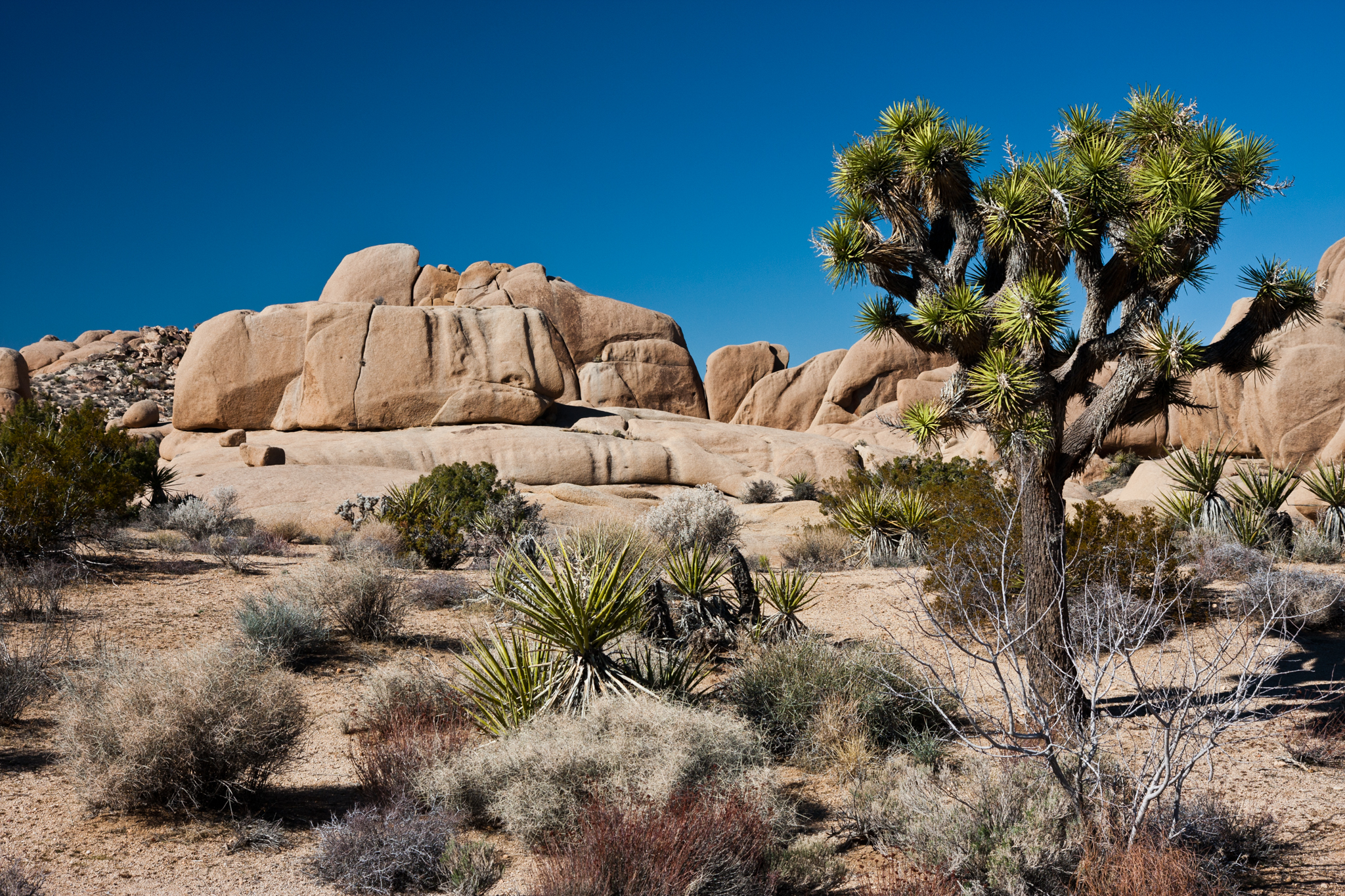 Joshua Tree National Park