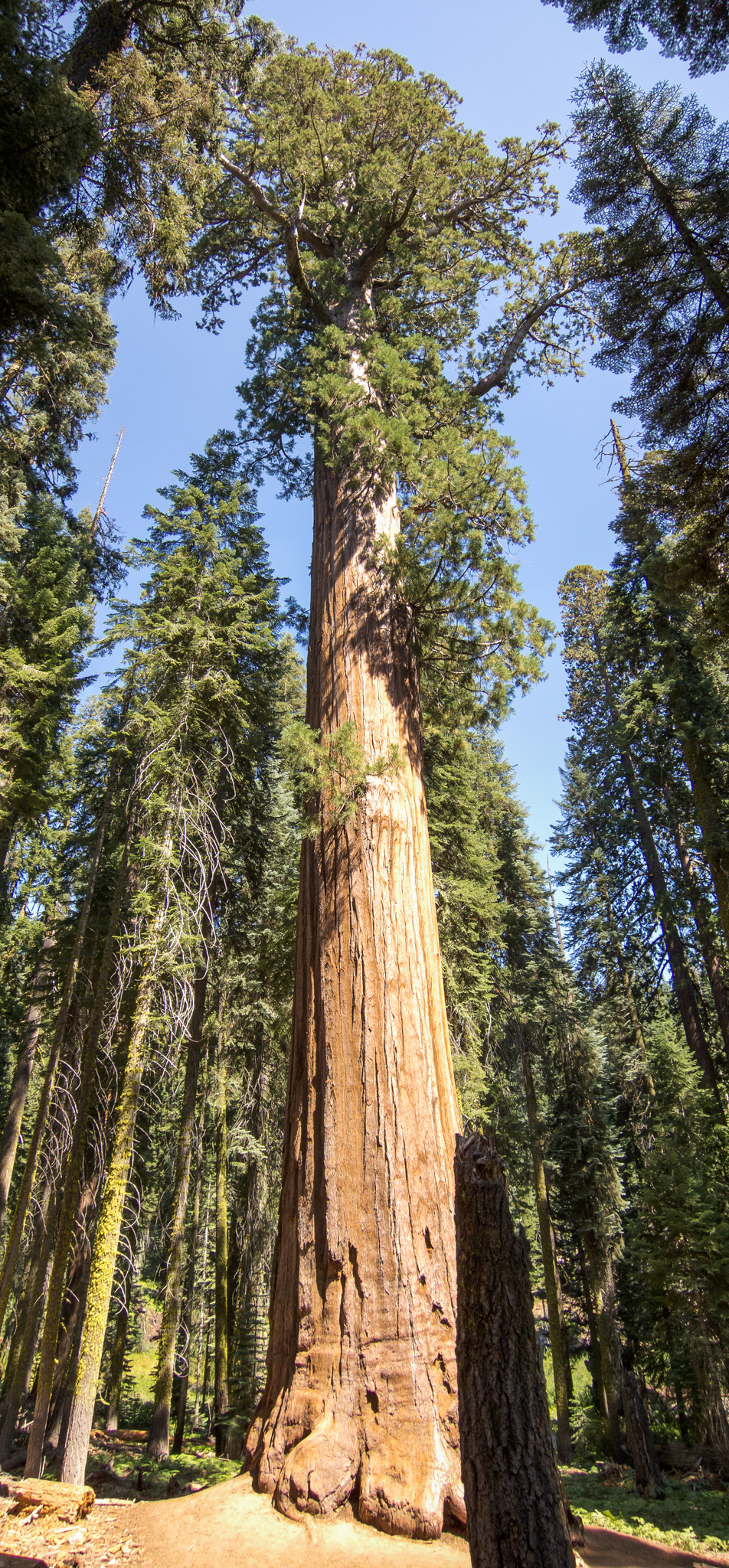 Giant Sequoia
