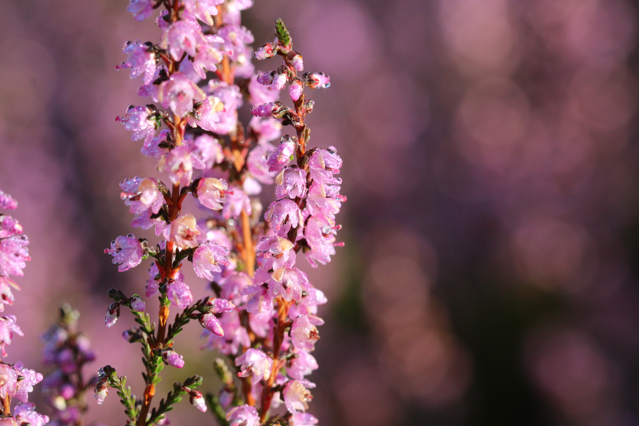 20200906  AZ Land IMG 2422