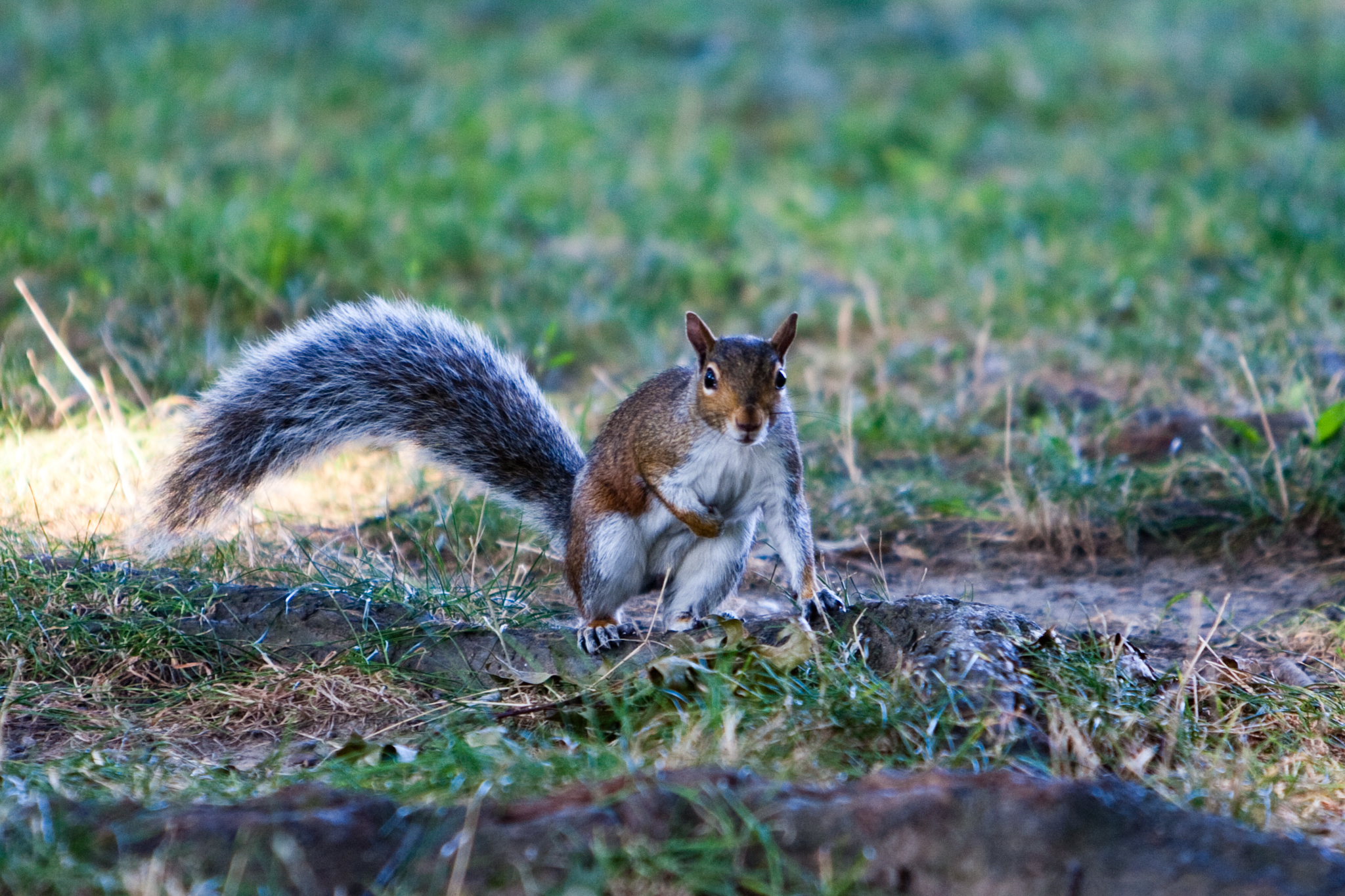 Eichhörnchen im Boston Common