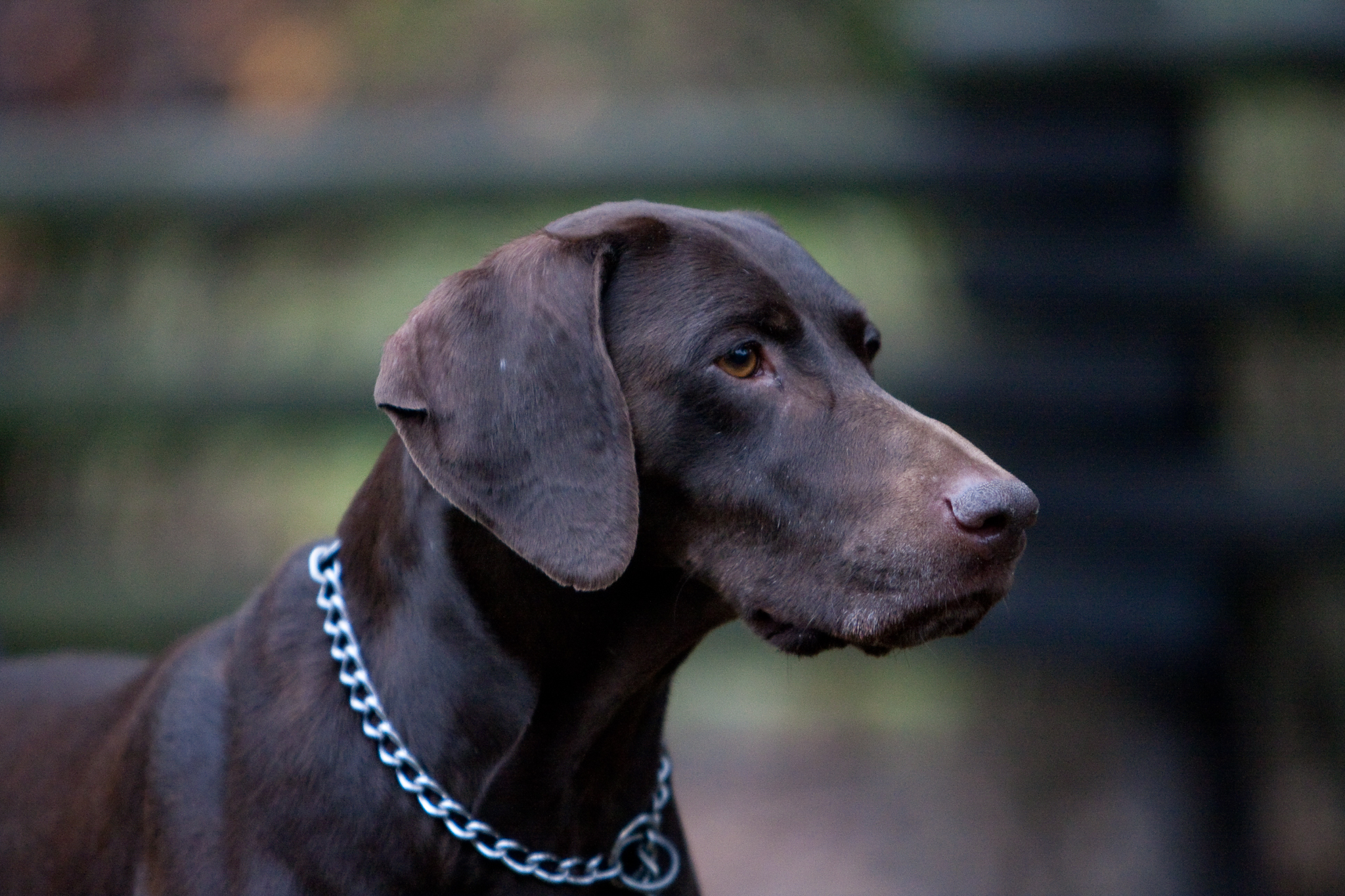 Ein Hund - ein Blick