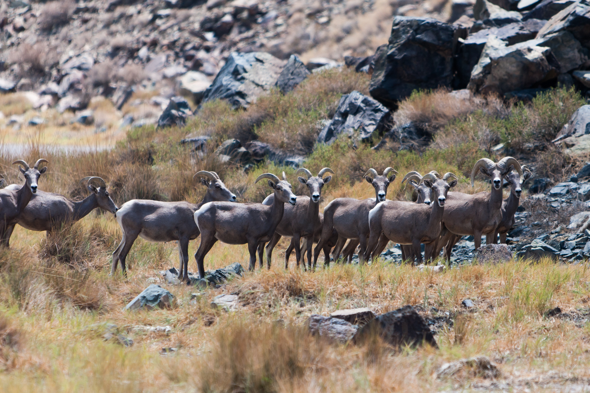 Big Horn Sheep