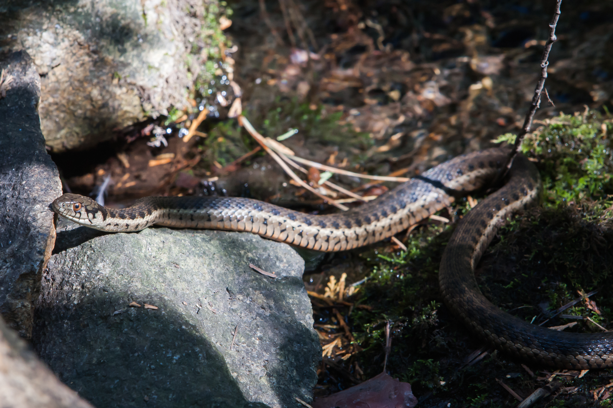 Thamnophis couchii - Sierra Gartersnake